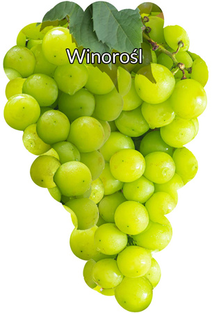 Bílá vinná réva střední prázdná