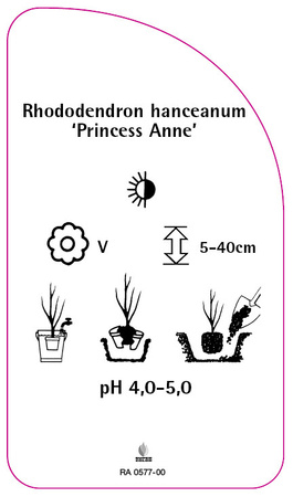 Rhododendron hanceanum 'Princess Anne'