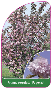 Prunus serrulata 'Fugenzo'