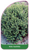 Hebe buxifolia