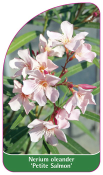 Nerium oleander 'Petite Salmon'
