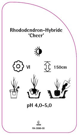 Rhododendron-Hybride 'Cheer'