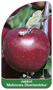 Jabloň Raspberry Oberland