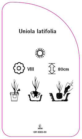 Uniola latifolia