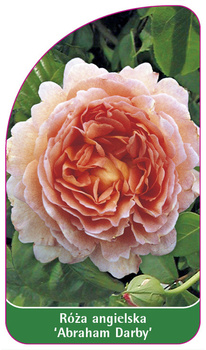 Róza angielska 'Abraham Darby'