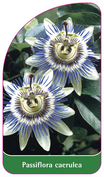 Passiflora caerulea