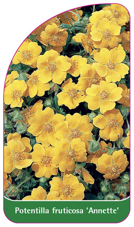 Potentilla fruticosa 'Annette'