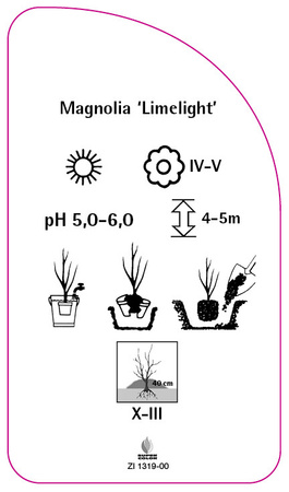 Magnolia 'Limelight'