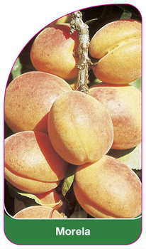 Morela