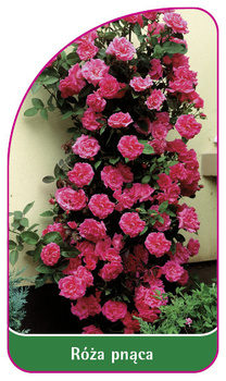 Pnoucí růže č. 314 A