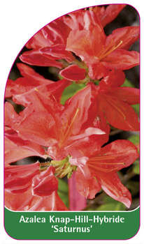 Azalea Knap-Hill-Hybride 'Saturnus''