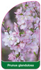 Prunus grandulosa