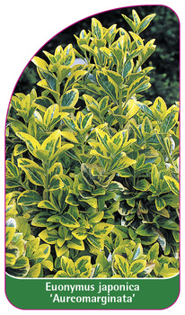 Euonymus japonica 'Aureomarginata'