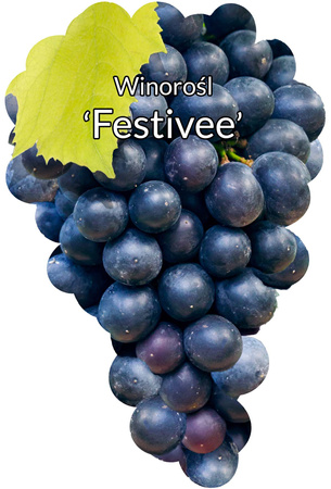 Slavnostní vinná réva