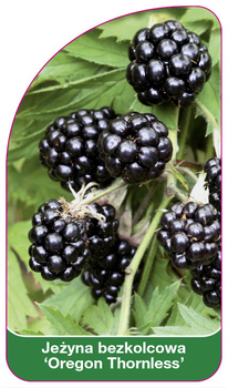 Jezyan bezkolcowa 'Oregano Thornless'