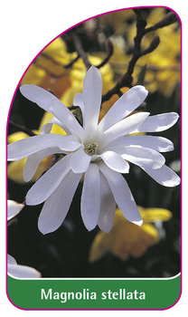 Magnolia stellata