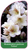 Rhododendron ponticum 'Fatima'