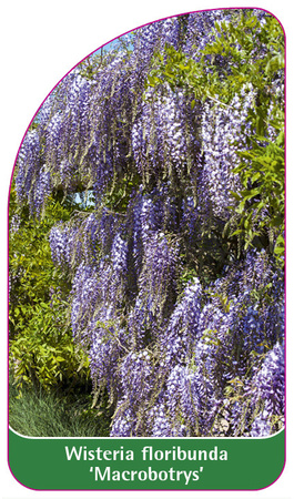 Wisteria floribunda 'Macrobotrys'