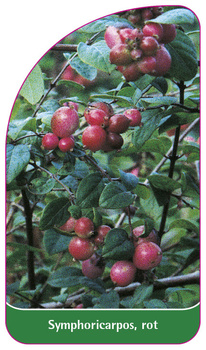 Symphoricarpos, rot