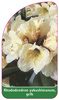 Rhododendron yakushimanum, gelb