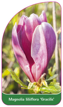 Magnolia liliiflora 'Gracilis'