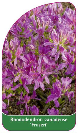 Rhododendron canadense 'Fraseri'