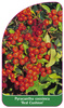 Pyracantha coccinea 'Red Cushion'
