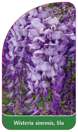 Wisteria sinensis, lila