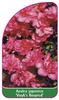 Azalea japonica 'Vuyk's Rosyred'