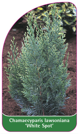 Chamaecyparis Iawsoniana 'White Spot'