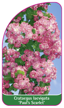 Crataegus laevigata 'Paul's Scarlet'