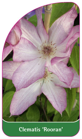 Clematis 'Rooran'