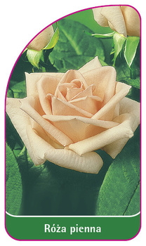 Róza pienna Nr. 18