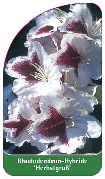 Rhododendron-Hybride 'Herbstgruß'