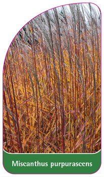 Miscanthus purpurascens