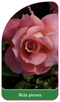 Róza pienna Nr. 33