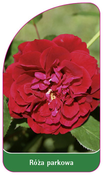 Róza parkowa Nr. 404