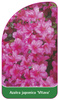 Azalea japonica 'Vltava'