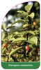 Elaeagnus commutata