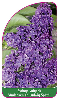Syringa vulgaris 'Andenken an Ludwig Späth'