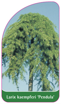 Larix kaempferi 'Pendula'