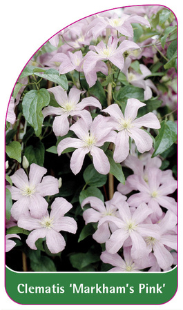 Clematis 'Markham's Pink'
