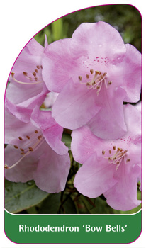 Rhododendron 'Bow Bells'