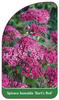 Spiraea bumalda 'Dart's Red'