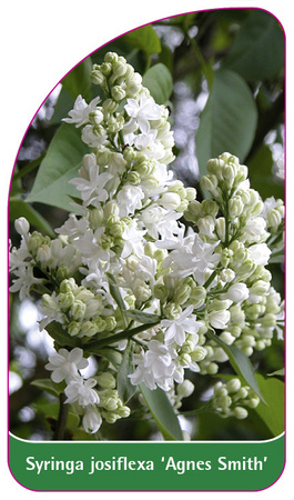 Syringa josiflexa 'Agnes Smith'