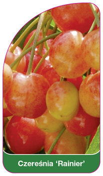Czeresnia 'Rainer'