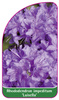 Rhododendron impeditum 'Luisella'