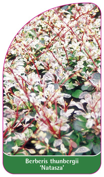 Berberis thunberii 'Nataza'