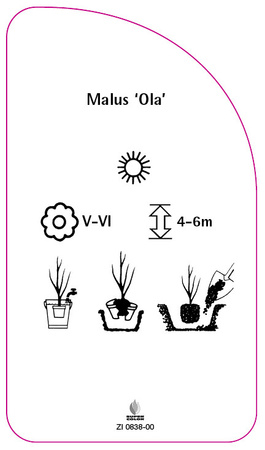 Malus 'Ola'