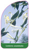 Lonicera acuminata